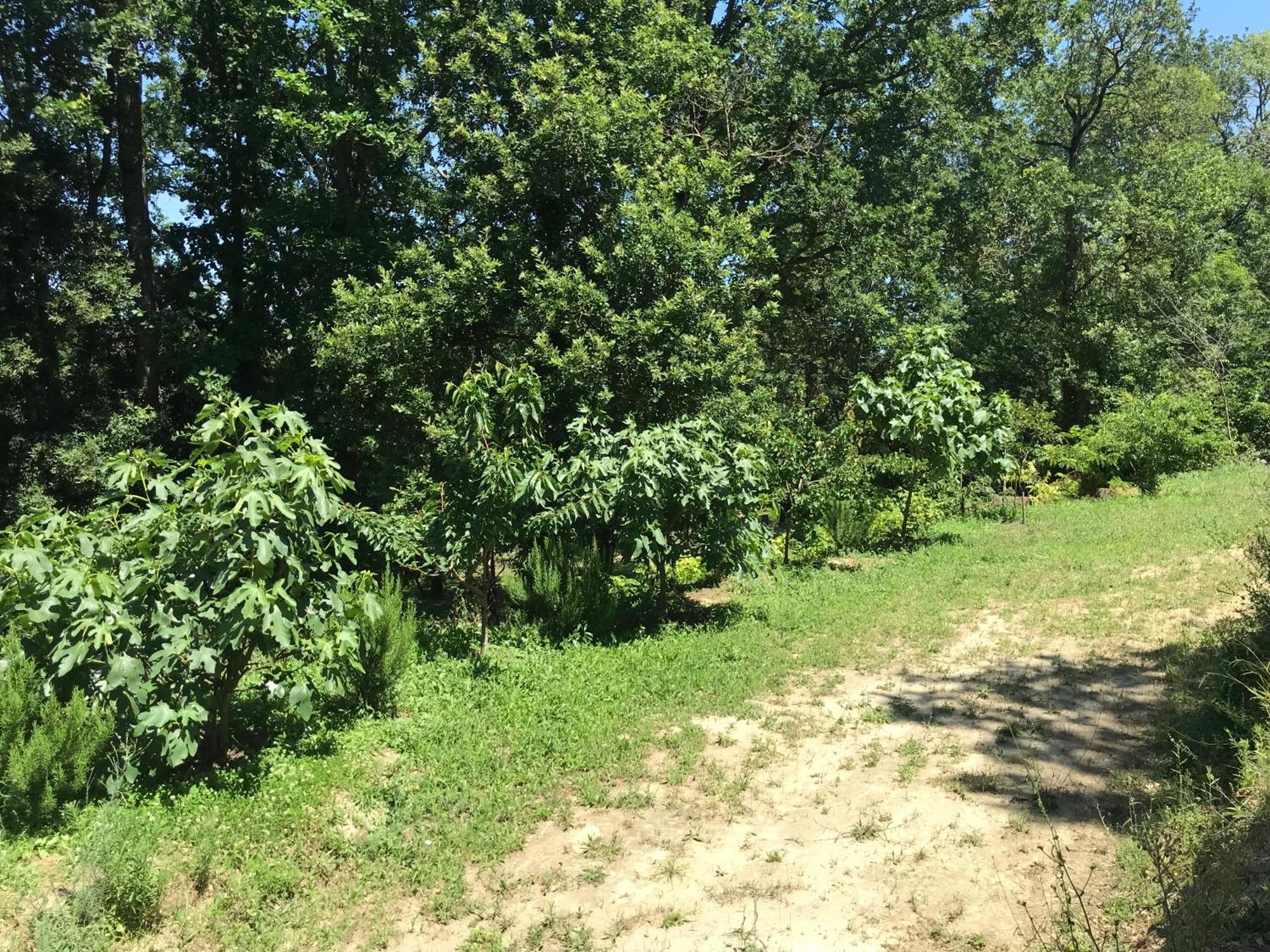 Bus Atypique Au Bord Du Canal Du Midi Et Au Coeur D'Une Foret 2 Chambres Villepinte  エクステリア 写真
